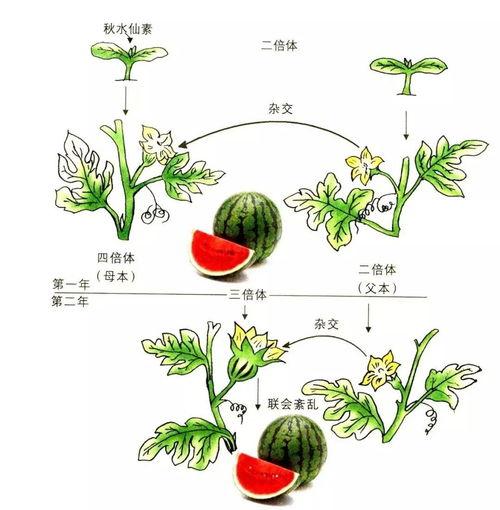 今日吃瓜现状分析,揭秘当代网络吃瓜现象的演变与影响