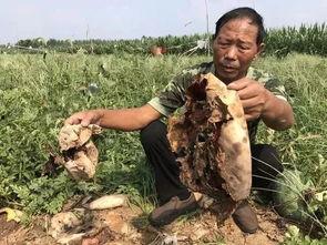 魏县热门吃瓜事件,一场引发全民热议的吃瓜事件揭秘