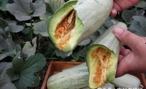 怀孕黑瓜可以吃吗,黑瓜是否适宜食用