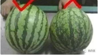 吃瓜专用全黑,揭秘吃瓜群众的狂欢盛宴