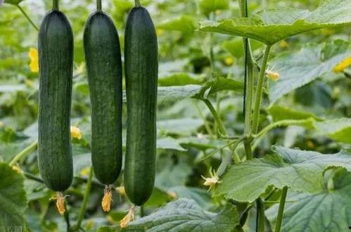中学黑料吃瓜曝光,吃瓜群众曝光惊人内幕