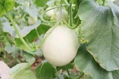莱芜热门吃瓜事件,一场热门吃瓜事件的背后真相