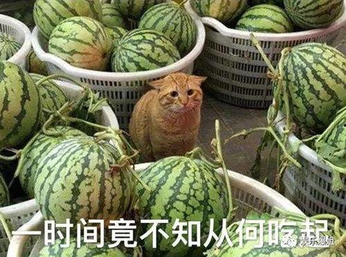 爆料吃瓜哪里看,吃瓜群众聚集地大揭秘！