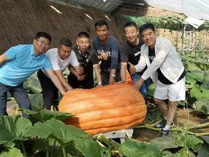 容城热门吃瓜事件,热门吃瓜事件揭秘，真相令人咋舌！