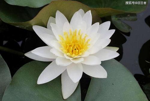 吃瓜黑莲花攻略,揭秘宫廷权谋背后的甜蜜陷阱