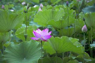 吃瓜黑莲花攻略,揭秘宫廷权谋背后的甜蜜陷阱