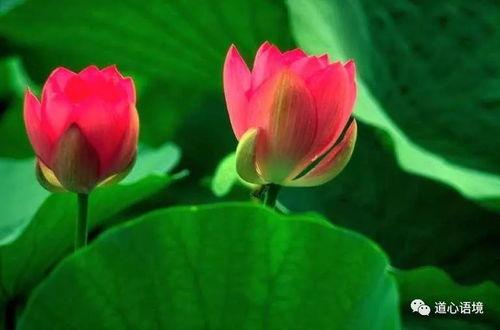 吃瓜黑莲花攻略,揭秘宫廷权谋背后的甜蜜陷阱