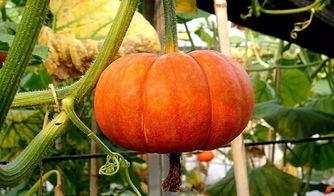 911瓜报吃瓜爆料,揭秘娱乐圈最新爆料，吃瓜群众狂欢时刻