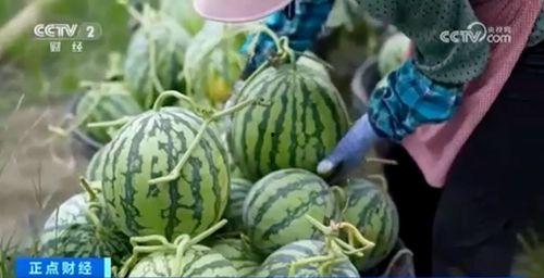 每日大瓜吃瓜黑料惊天,每日大瓜背后的惊人真相与黑料