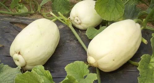 潍坊热门吃瓜事件,揭秘近期热门吃瓜事件背后的真相