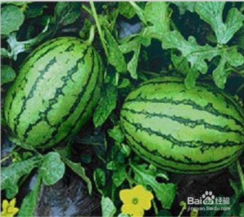 福建热门吃瓜事件,揭秘最新热门吃瓜事件背后的真相