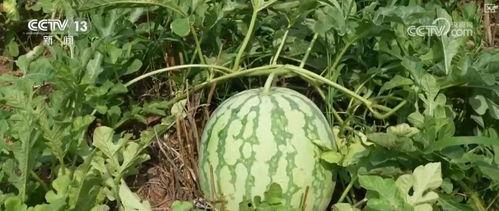 封丘热门吃瓜事件,揭秘当地热门街头美食风云录