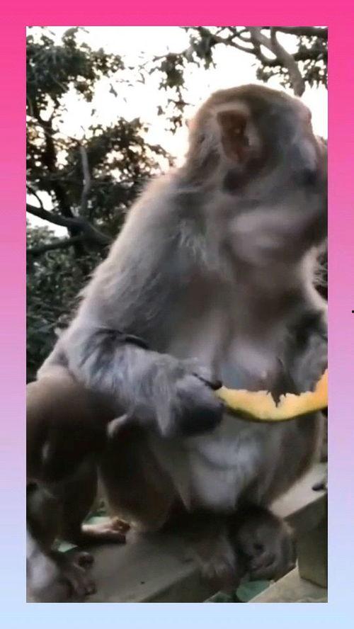 黑猴吃瓜任务,揭秘热带雨林中的神秘食客