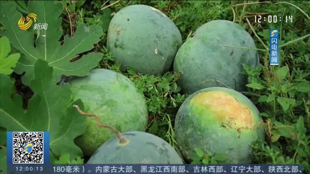 济南热门吃瓜事件,揭秘本地热门吃瓜事件背后的故事