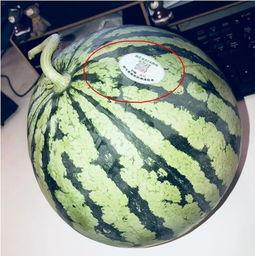 今日吃瓜网红,揭秘吃瓜界的风云人物