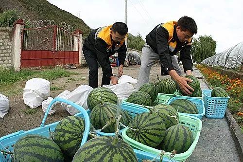 移民公司爆料吃瓜,吃瓜群众揭秘移民行业黑幕