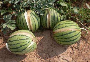 黑瓜吃料网老板