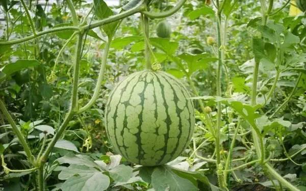 全国热门吃瓜事件,盘点近期热门吃瓜事件，揭秘幕后真相