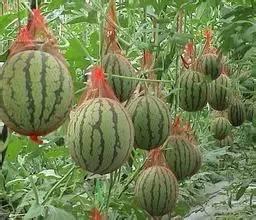 句容热门吃瓜事件,热门吃瓜事件背后的真相揭秘