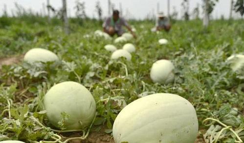 邢台热门吃瓜事件,揭秘本地最新热门吃瓜事件