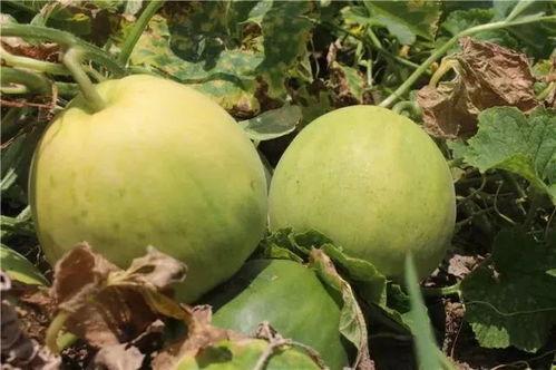 湾湾爆料吃瓜,娱乐圈吃瓜大揭秘，真相令人震惊！