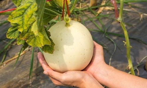 71热门今日吃瓜,揭秘娱乐圈最新热点事件