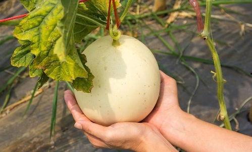 国产吃瓜热门最新,揭秘娱乐圈幕后故事