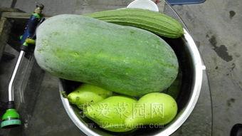 热门吃瓜免费观看,免费观看，一网打尽全网热点！