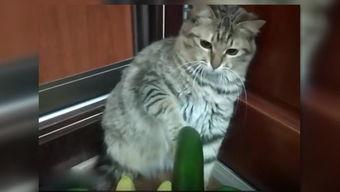 小猫吃瓜爆料视频,萌态可掬萌翻网友