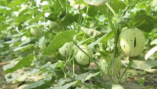 我要吃瓜网今日吃瓜必吃,揭秘我要吃瓜网热门话题