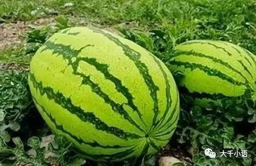 吃瓜爆料各校大瓜群,揭秘各大高校“吃瓜”群里的独家大瓜