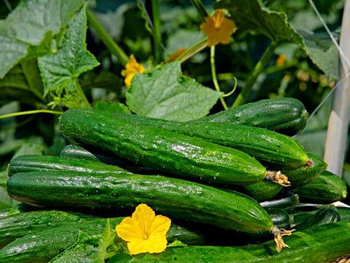 吃瓜爆料各校大瓜群,揭秘各大高校“吃瓜”群里的独家大瓜