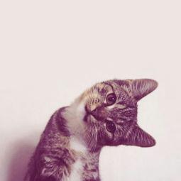 叶小喵吃黑瓜,叶小喵的奇幻黑瓜之旅