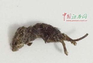 吃瓜养大黑耗子,黑耗子的成长奇遇记